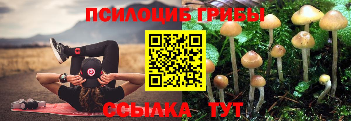 Всеволожск  Псилоцибиновые грибы Cubensis  Вход с VPN 